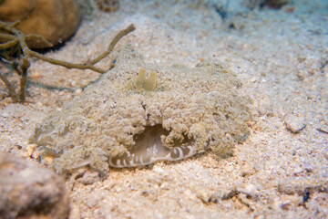 フィリピン、セブ島の南西部にあるモアルボアルでダイビングする風景 Scenery of diving in Moalboal, southwest of Cebu Island, Philippines.