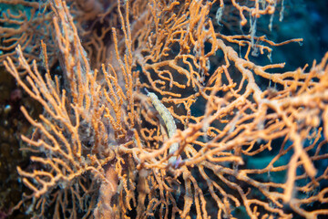 フィリピン、セブ島の南西部にあるモアルボアルでダイビングする風景 Scenery of diving in Moalboal, southwest of Cebu Island, Philippines.
