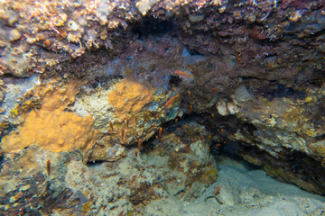 フィリピン、セブ島の南西部にあるモアルボアルでダイビングする風景 Scenery of diving in Moalboal, southwest of Cebu Island, Philippines.
