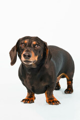 Portrait of a miniature dachshund 