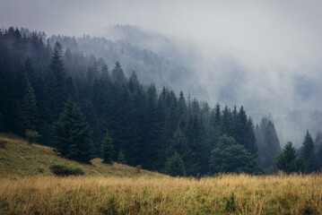 Forest seen from Puchaczowka mountain pass in Sudetes mountains in Poland