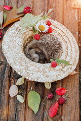 Autumn composition. The hedgehog lies in a straw hat with flowers and berries. © sabyna75