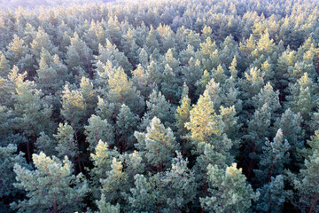Naklejka na ściany i meble Deciduous autumn forest, aerial view, pattern or texture.