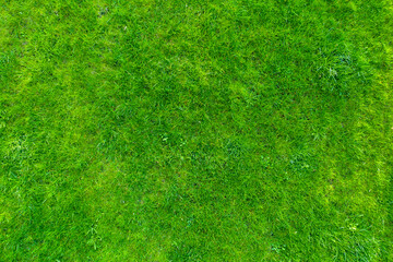 Green grass in the garden. Wonderful summer background.