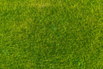 Green grass in the garden. Wonderful summer background.