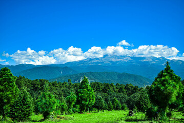 Obraz premium Paisaje, cielo y pinos