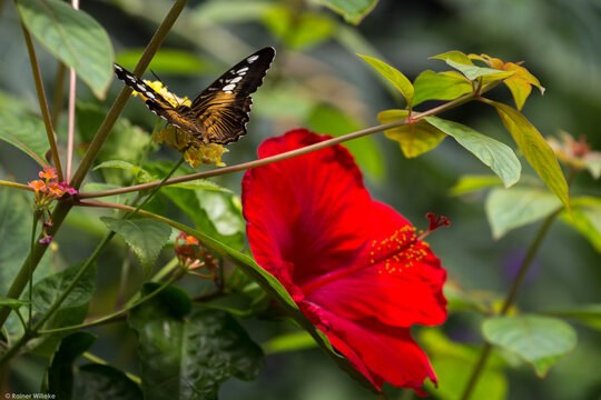 Butterfly & vivid red flower