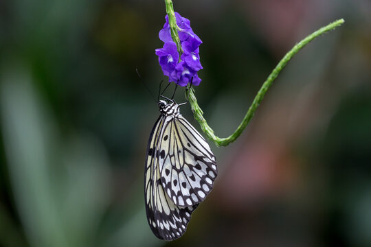 Butterfly clinging to purple flower