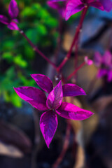 Tropical plant with purple leaves and red stem. Name Alternanthera brasiliana
