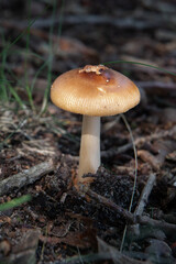 A mushroom or toadstool is the fleshy, spore-bearing fruiting body of a fungus, typically produced above ground, on soil, or on its food source.
