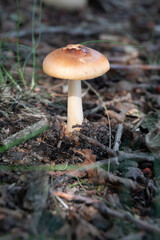 A mushroom or toadstool is the fleshy, spore-bearing fruiting body of a fungus, typically produced above ground, on soil, or on its food source.
