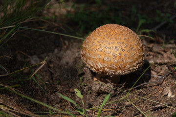 mushroom in the forrest