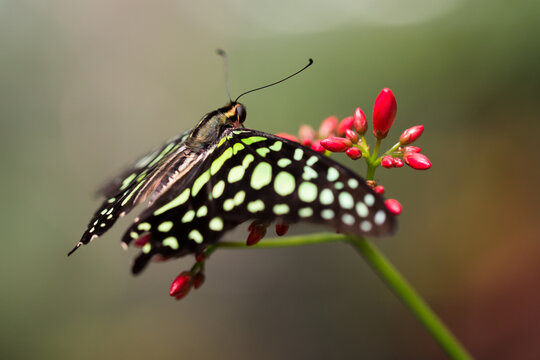 Detailed shot of butterfly on flower