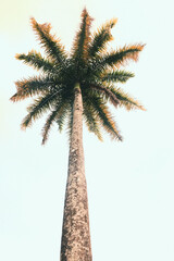High palm tree seen from the ground, green and yellow leaves, white sky in the background.