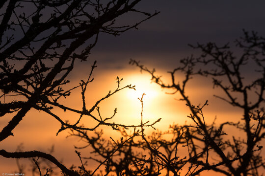 Tree branches in foreground silhouetted by rich orange sunrise background