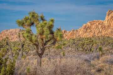 Fototapeta premium Joshua tree with many more in the background near the Hall of Horrors in Joshua Tree National Park in the California desert