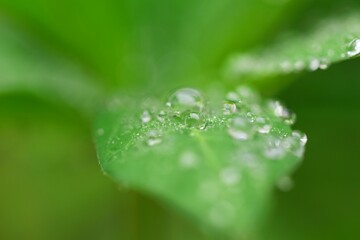 Waterdrops on a lupine leaf as a close up