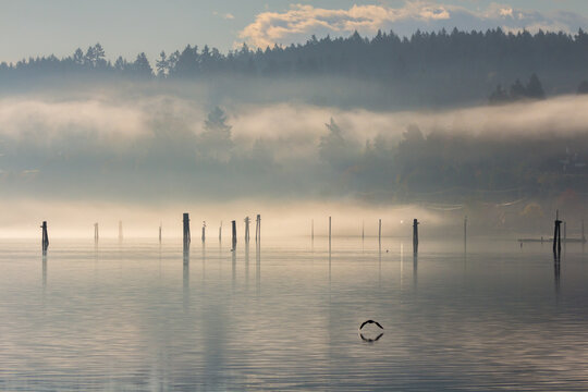 Foggy morning in Cowichan Bay on Vancouver Island, British Columbia, Canada.