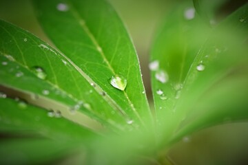 Waterdrops on a lupine leaf as a close up