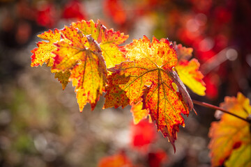 Autumn Wine Leaves at Harvest on Vineyad in Spain Picturesque idyllic landscape along the Way of St James Pilgrimage Trail Camino de Santiago