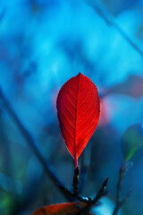 Bright red leaf of black chokeberry Aronia melanocarpa on a deep blue background. Autumn vivid natural background