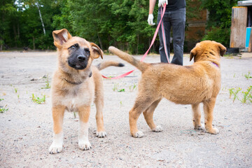 Two ginger puppies walking on leashes outdoor in the summer