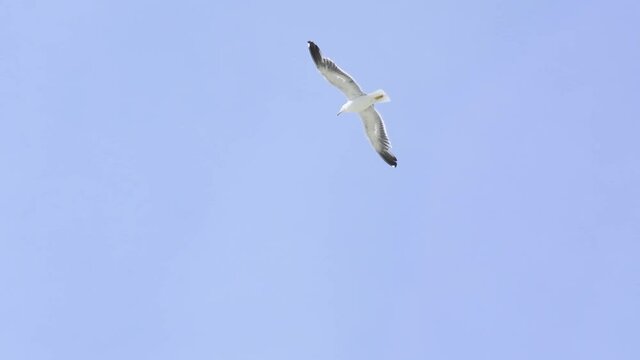 M&ouml;we fliegt am Himmel in Zeitlupe.