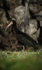 Naklejka premium red billed hornbill