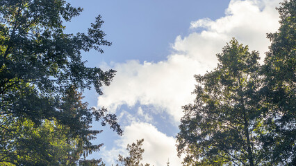 Obraz premium The tops of the trees against a background of blue sky and clouds. Green foliage, natural frame of deciduous tree crowns. Nature concept. Space for text.