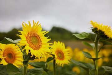 beautiful sunflower background with copy space for advertising