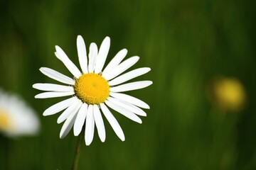 Obraz premium daisy in the grass