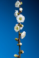 White Plum Blossoms On Blue Background