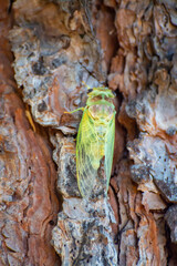 Symbol of Provence, 1 day young cicada orni insect sits on tree close-up