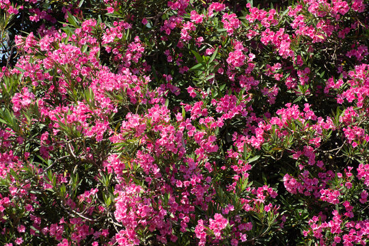 Summer blossom of pink oleander plant, nature background