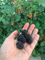 blackberry in hand