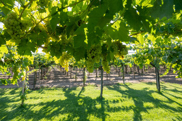 Bunches of white wine muscat grapes ripening on vineyards near Terracina, Lazio, Italy
