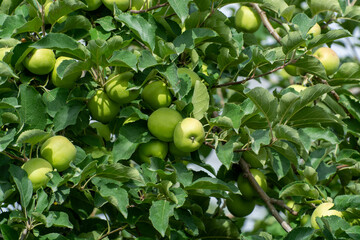 Young green apples growing on apple trees on orchards in Provence, France