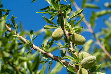 Green almonds nuts ripening on tree, cultivation of almond nuts in Provence, France