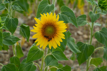 Blossom of yellow sunflowers plants on fields in Provence, France