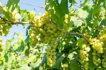 Bunches of white wine muscat grapes ripening on vineyards near Terracina, Lazio, Italy