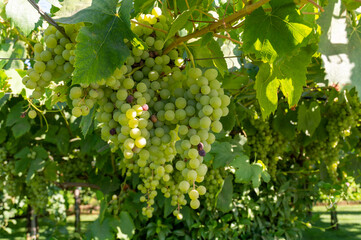 Bunches of white wine muscat grapes ripening on vineyards near Terracina, Lazio, Italy