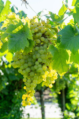 Bunches of white wine muscat grapes ripening on vineyards near Terracina, Lazio, Italy