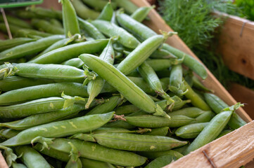 New harvest of green garden snap peas on weekly market in Provence, France