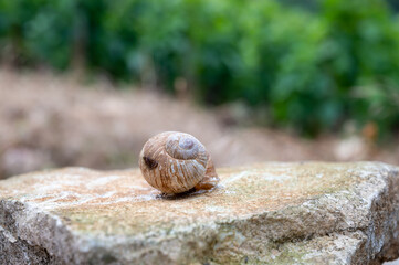 French cuisine, big tasty edible land snails escargot growing on vineyards in Burgugne, France
