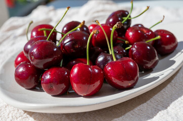 New harvest of fresh ripe dark red cherry berry in Provence, France