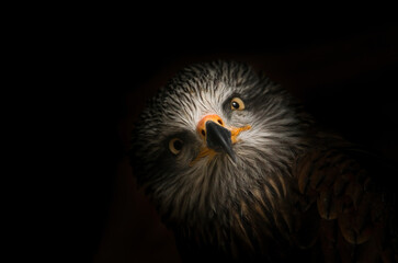 black kite