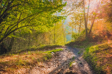 Sun Shining through Trees on the Forest Path outside La Faba on the Way of St James Pilgrimage Trail Camino de Santiago