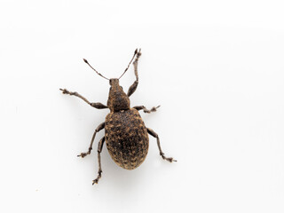 P6070032 introduced European weevil, Liophloeus tessulatus, dorsal view, isolated cECP 2021