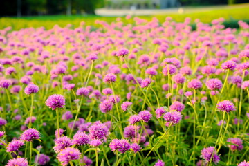 美しいサルビアの花