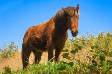Beautiful Horse Looking from its Pasture over the Way of St James Pilgrimage Trail Camino de Santiago